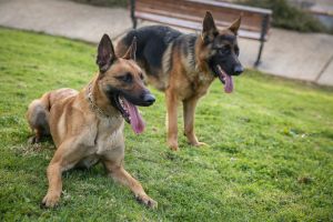 האשמה נגד המדינה הערבית שתארח את המונדיאל: "רוצחת כלבים"