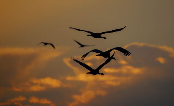 הסתיו כאן: תיעוד מדהים של עגורים באגמון החולה