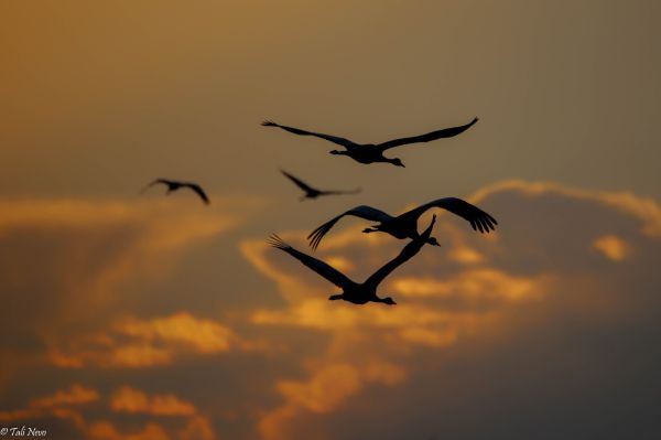 הסתיו כאן: תיעוד מדהים של עגורים באגמון החולה