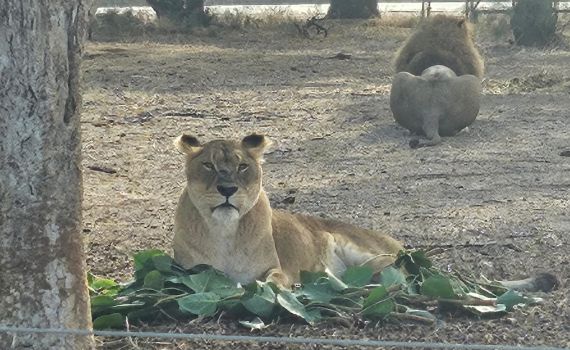 הלביאה בספארי מציגה: גם זו דרך להשתמש בסכך