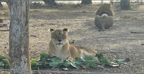 הלביאה בספארי מציגה: גם זו דרך להשתמש בסכך