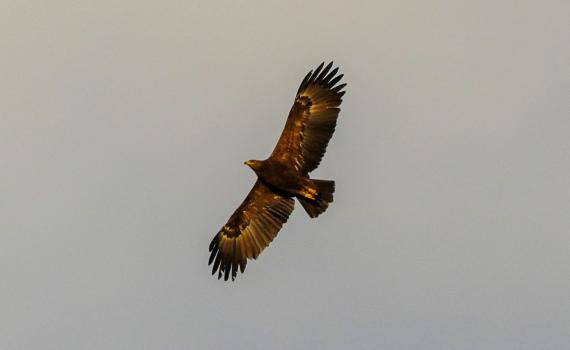 בגלל פקק אווירי: 50,000 עיטי חורש נצפו בשמיים