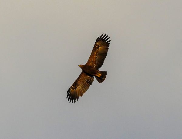 בגלל פקק אווירי: 50,000 עיטי חורש נצפו בשמיים