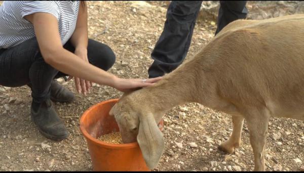 לא שוכחים חברים: בעלי החיים פונו לאזור מבטחים