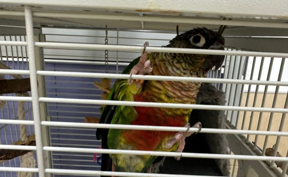 לחופש נולד: כוחות ההצלה חילצו תוכי מכפר עזה