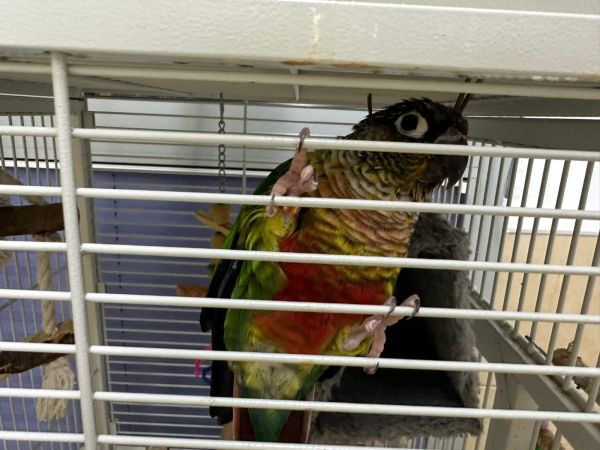 לחופש נולד: כוחות ההצלה חילצו תוכי מכפר עזה