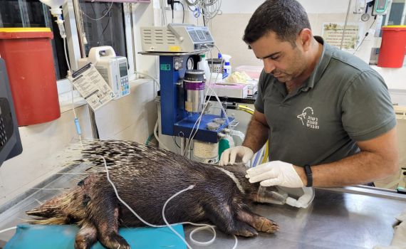 דורבן נפצע מרסיסי רקטה שנפלה בראשון לציון