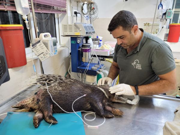דורבן נפצע מרסיסי רקטה שנפלה בראשון לציון