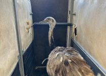 מבארי למקום מבטחים: עוף הננדו חולץ מעוטף עזה