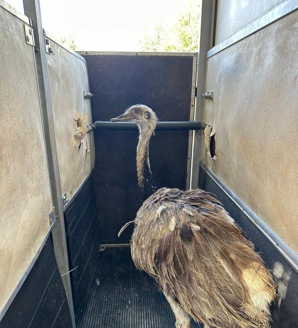 מבארי למקום מבטחים: עוף הננדו חולץ מעוטף עזה