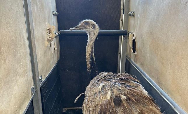  מבארי למקום מבטחים: עוף הננדו חולץ מעוטף עזה