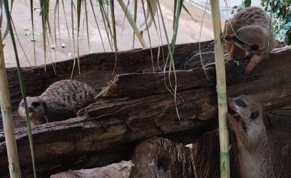 צפו: טימון וחבריו בנו סוכה בספארי