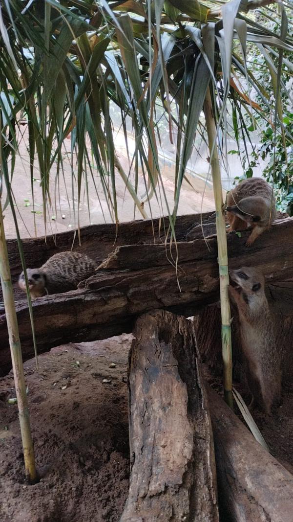 צפו: טימון וחבריו בנו סוכה בספארי