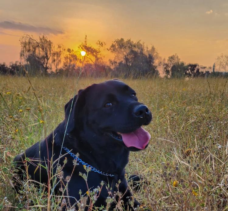 לזכרה של בוניטה: המשטרה הנציחה את הכלבה שנרצחה