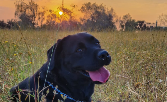 לזכרה של בוניטה: המשטרה הנציחה את הכלבה שנרצחה