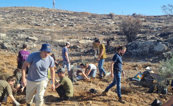לזכרו של פדיה מרק: מטע זיתים חדש בעתניאל