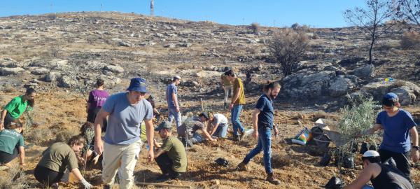 לזכרו של פדיה מרק: מטע זיתים חדש בעתניאל