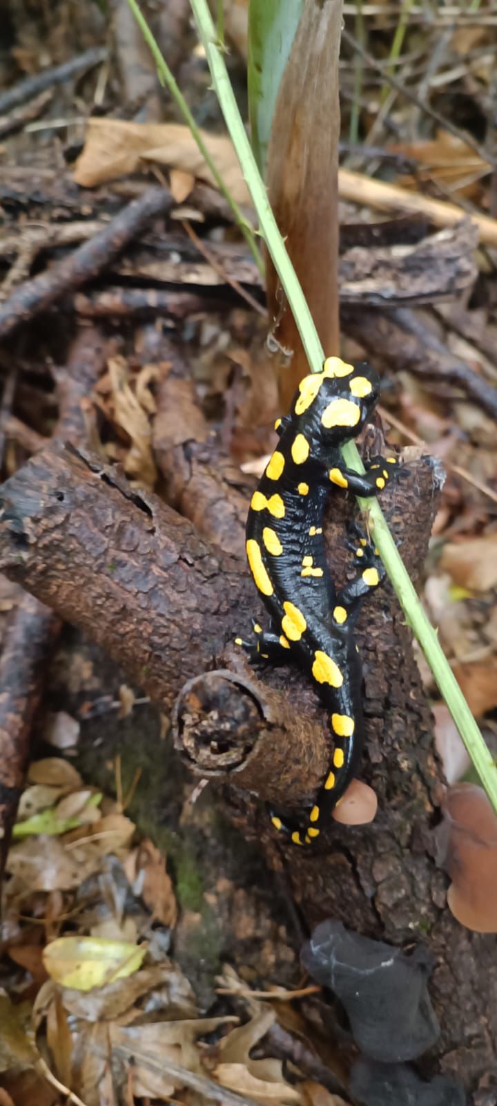 בעקבות הגשמים: סלמנדרה הופיעה לראשונה בשמורה