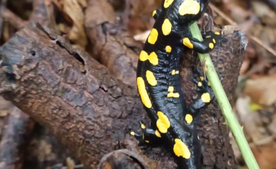 בעקבות הגשמים: סלמנדרה הופיעה לראשונה בשמורה