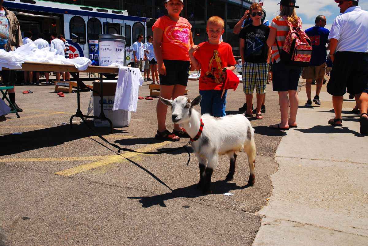 שבע שנים להסרת הקללה הספורטיבית שהטילה עז