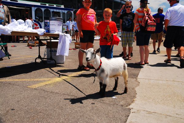 שבע שנים להסרת הקללה הספורטיבית שהטילה עז