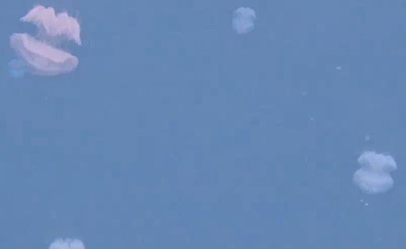 באיחור של חצי שנה: המדוזות הגיעו לחופי חיפה