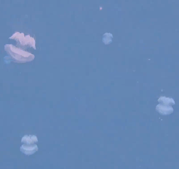 באיחור של חצי שנה: המדוזות הגיעו לחופי חיפה