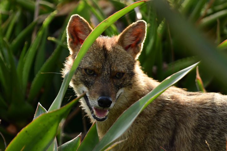 מקרה כלבת שלישי תוך יממה: 6 אנשים הופנו לטיפול