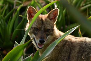 מקרה כלבת שלישי תוך יממה: 6 אנשים הופנו לטיפול