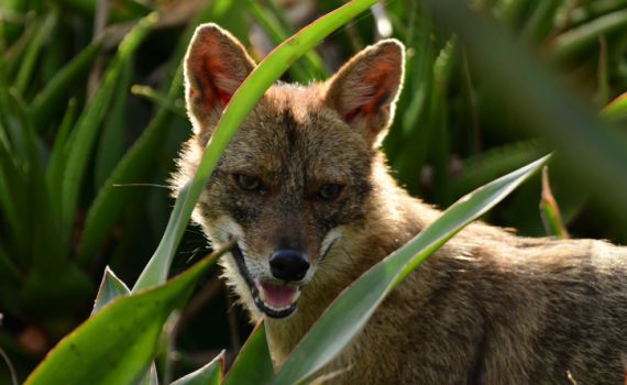 משרד הבריאות מזהיר: תן נגוע בכלבת אותר בעכו