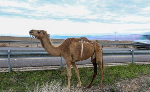 רכב התנגש בגמל, 2 פצועים במקום קל וקשה