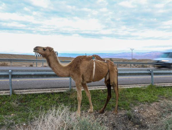 רכב התנגש בגמל, 2 פצועים במקום קל וקשה