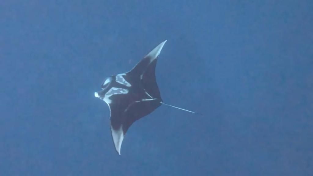 תצפית נדירה: מנטה ענק קפץ לביקור במפרץ אילת