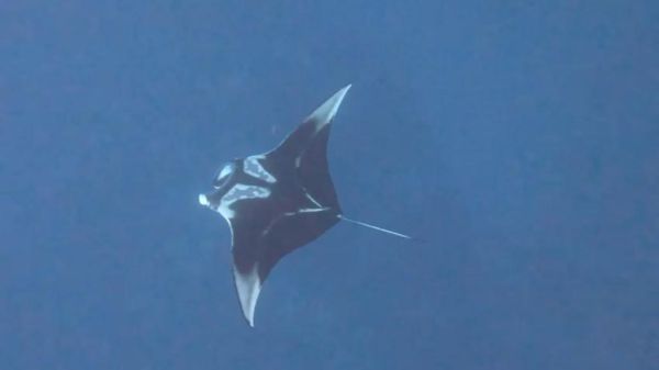 תצפית נדירה: מנטה ענק קפץ לביקור במפרץ אילת