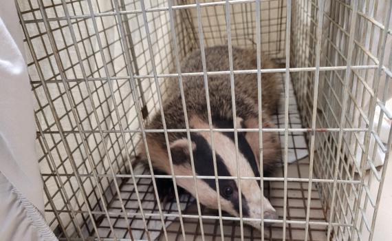 "יש לנו חיה מוזרה בבניין": גירית קפצה לביקור בית בטבריה