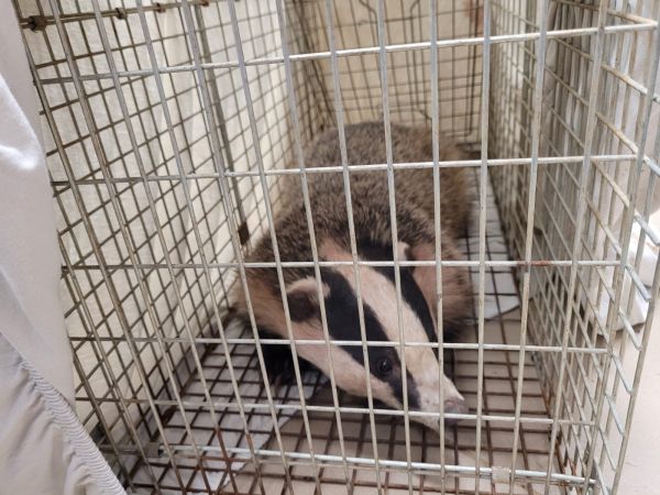 "יש לנו חיה מוזרה בבניין": גירית קפצה לביקור בית בטבריה