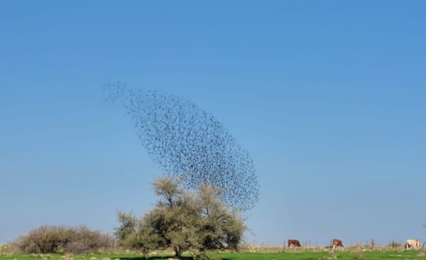 מעל שמי התבור: להקת הזרזירים בריקוד המסורתי