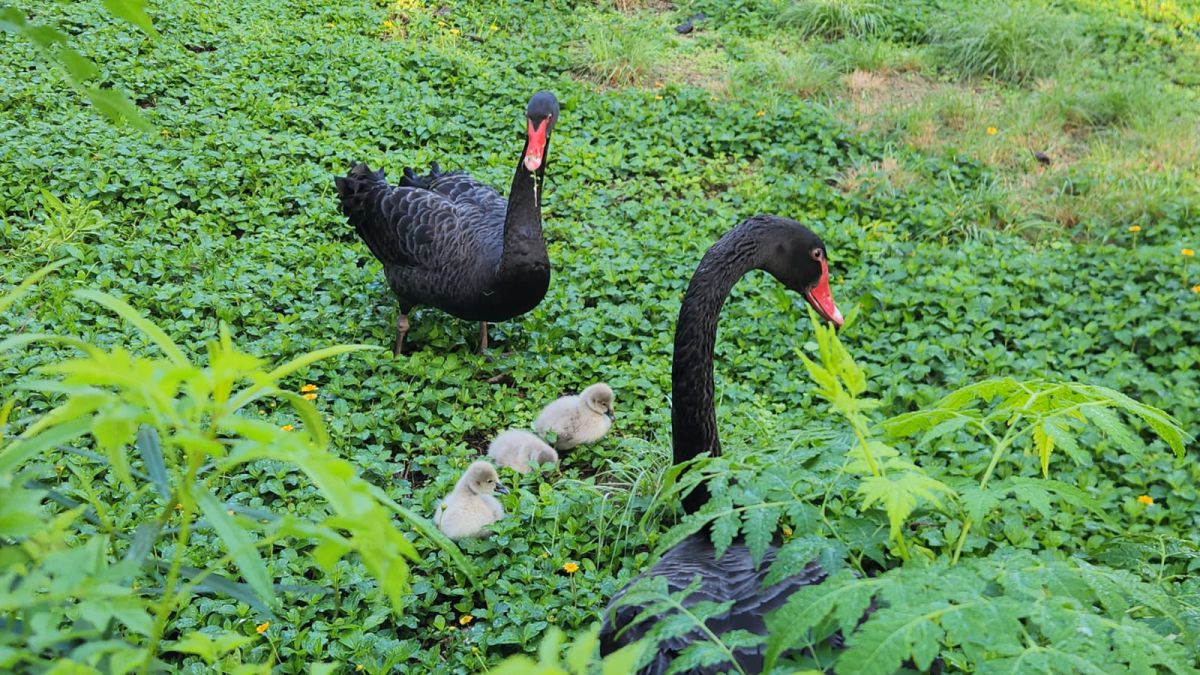 בתום שנתיים של נסיונות דגירה: אפרוחי הברבור בקעו מהביצה