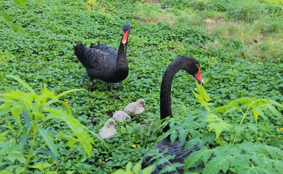 בתום שנתיים של נסיונות דגירה: אפרוחי הברבור בקעו מהביצה
