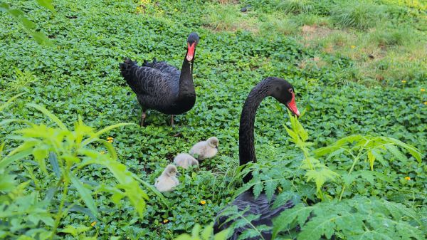 בתום שנתיים של נסיונות דגירה: אפרוחי הברבור בקעו מהביצה