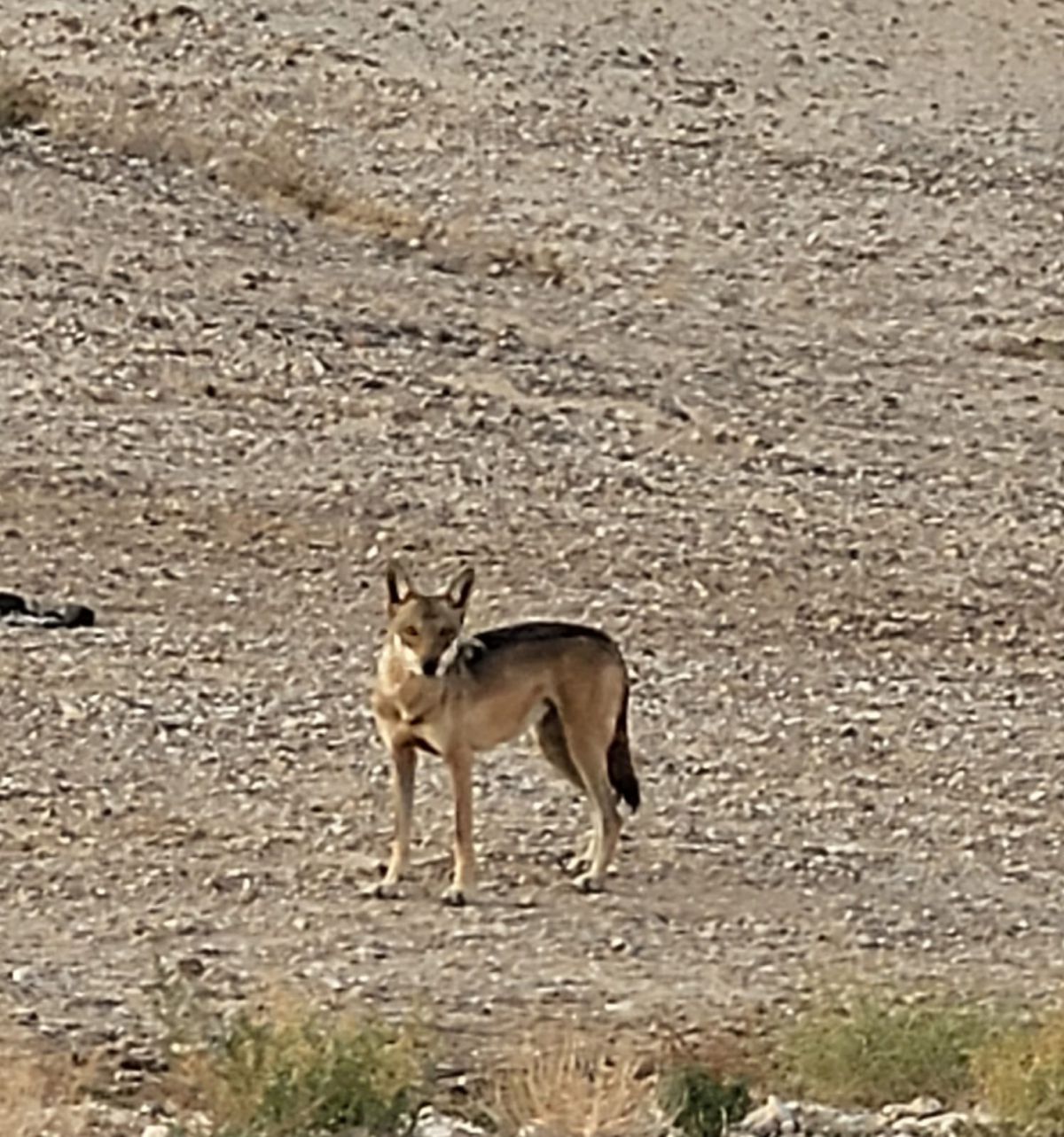 זו שעת הזאבים: להקה נדירה נצפתה בשמורת עין יהב