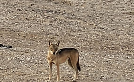 זו שעת הזאבים: להקה נדירה נצפתה בשמורת עין יהב