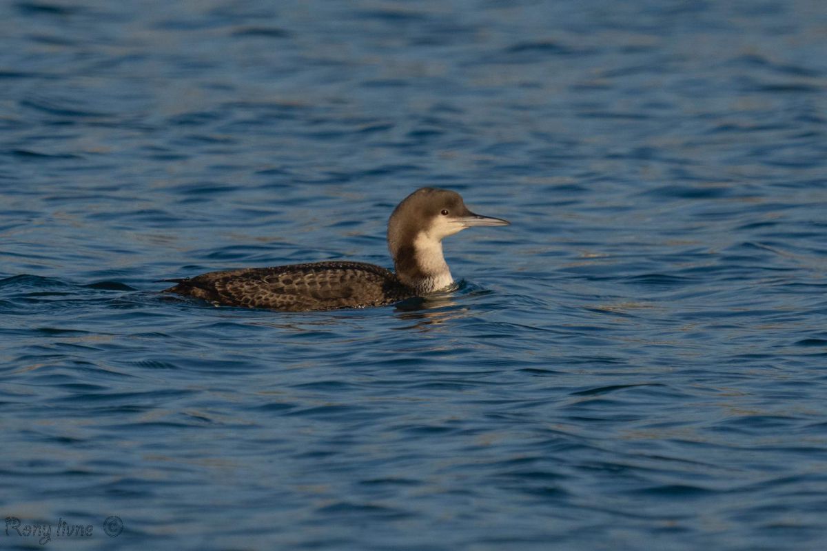 לא חושש מהחות'ים: העוף הנדיר מאלסקה קפץ לביקור באילת