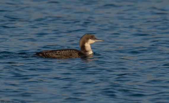 לא חושש מהחות'ים: העוף הנדיר מאלסקה קפץ לביקור באילת