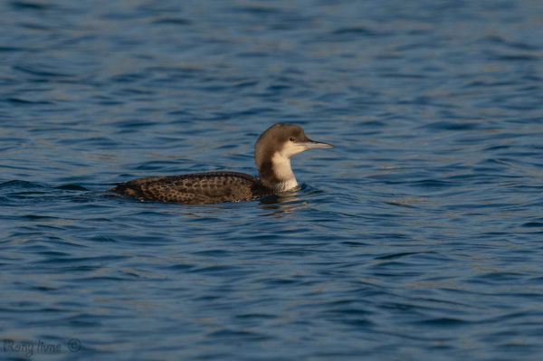 לא חושש מהחות'ים: העוף הנדיר מאלסקה קפץ לביקור באילת