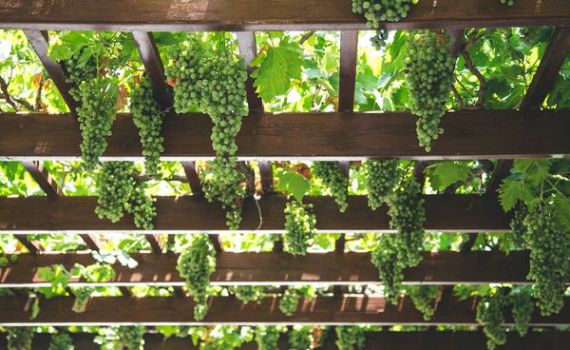 איזה פרגולה הכי מתאימה למרפסת?