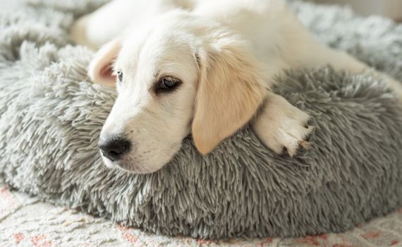 משרד הבריאות: כלב ביתי נגוע בכלבת אותר בשתולה