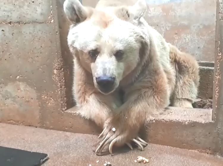 איך מטפלים בדובה הסובלת מגידול ממאיר? צפו