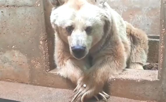 איך מטפלים בדובה הסובלת מגידול ממאיר? צפו