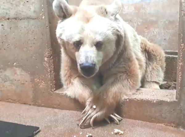 איך מטפלים בדובה הסובלת מגידול ממאיר? צפו